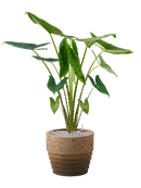 Pot cinnamon couple marron