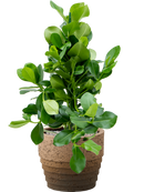 Pot cinnamon couple marron