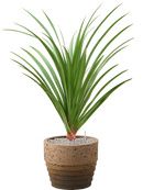 Pot cinnamon couple marron