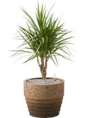 Pot cinnamon couple marron