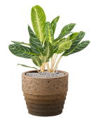 Pot cinnamon couple marron