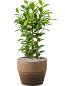 Pot cinnamon couple marron