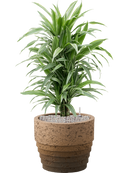 Pot cinnamon couple marron