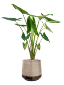 Pot noaz darcy marron