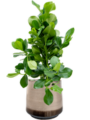 Pot noaz darcy marron