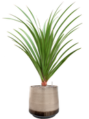 Pot noaz darcy marron