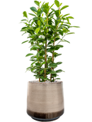 Pot noaz darcy marron