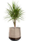 Pot noaz darcy marron