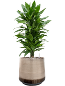 Pot noaz darcy marron