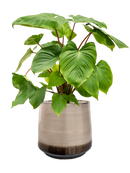 Pot noaz darcy marron