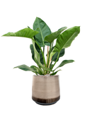 Pot noaz darcy marron