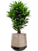 Pot noaz darcy marron