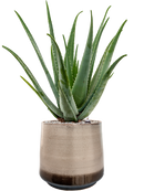 Pot noaz darcy marron