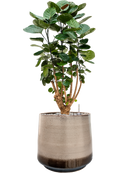 Pot noaz darcy marron