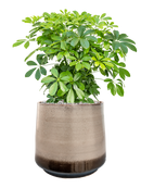 Pot noaz darcy marron