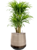 Pot noaz darcy marron