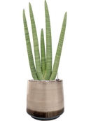 Pot noaz darcy marron