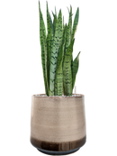 Pot noaz darcy marron