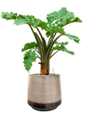 Pot noaz darcy marron