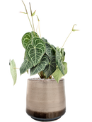 Pot noaz darcy marron