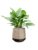 Pot noaz darcy marron