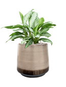 Pot noaz darcy marron