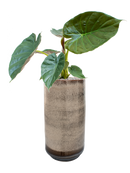 Pot noaz partner marron