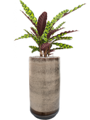 Pot noaz partner marron