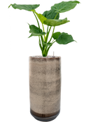 Pot noaz partner marron