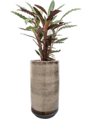 Pot noaz partner marron