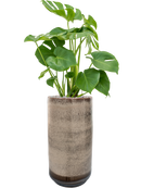 Pot noaz partner marron