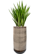 Pot noaz partner marron