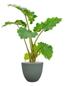 Pot bola couple verte