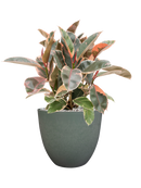 Pot bola couple verte