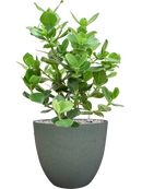 Pot bola couple verte