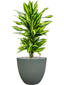 Pot bola couple verte