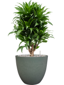 Pot bola couple verte