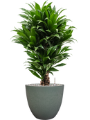 Pot bola couple verte