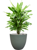 Pot bola couple verte