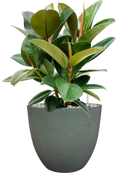 Pot bola couple verte