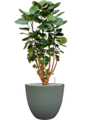 Pot bola couple verte