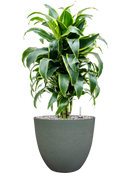 Pot bola couple verte