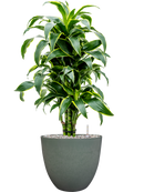 Pot bola couple verte