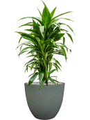 Pot bola couple verte