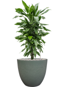 Pot bola couple verte