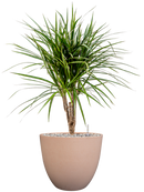 Pot bola couple rose