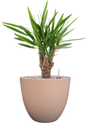 Pot bola couple rose