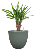 Pot bola couple verte