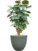 Pot bola couple verte