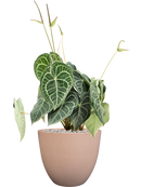 Pot bola couple rose